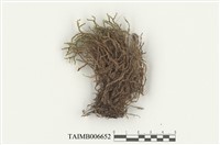 藏品(東亞鞭蘚)的圖片